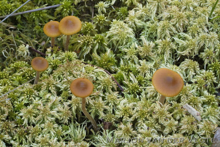 Laagveenmosklokje - Galerina hybrida